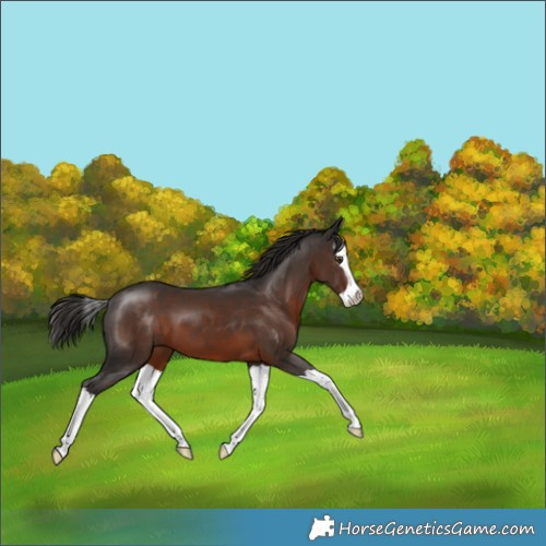 Horse Color:Liver Chestnut Merle Splash 
