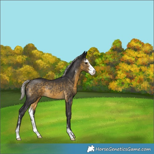Horse Color:Silver Buckskin Sabino Rabicano 