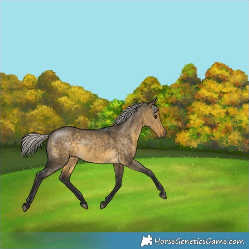 Horse Color:Silver Buckskin Dun 