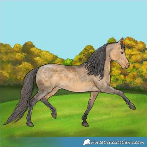 Horse Color:Buckskin Dun Merle 