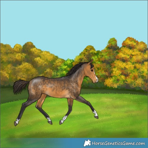 Horse Color:Buckskin 
