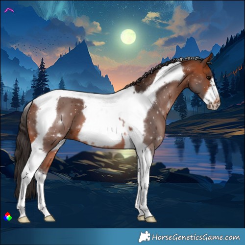 Horse Color:Bay Tobiano Frame 