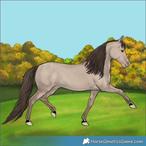 Horse Color:Classic Champagne Dun Rabicano