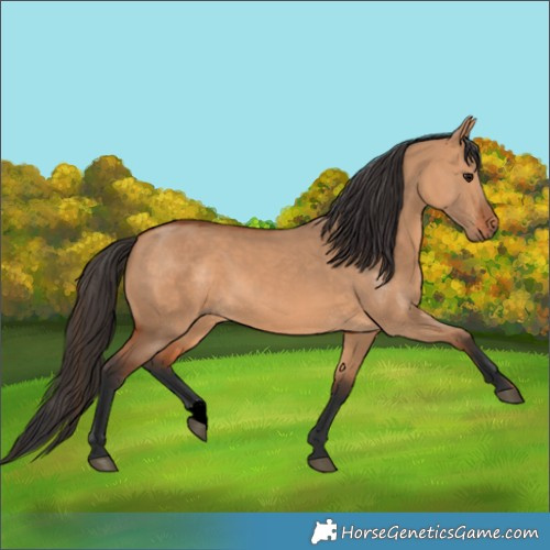Horse Color:Bay Dun 