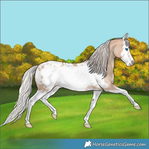 Horse Color:Silver Classic Champagne Dun Splash Frame Appaloosa 