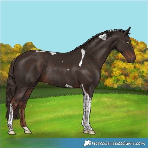 Horse Color:Liver Chestnut Tobiano Rabicano 