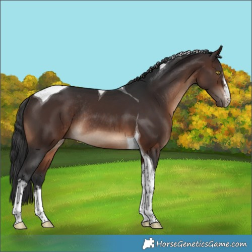 Horse Color:White Spotted Brown Tobiano Rabicano 