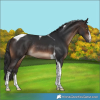 Horse Color:White Spotted Brown Tobiano Rabicano 