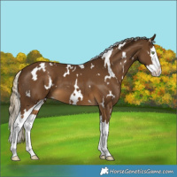 Horse Color:White Spotted Chocolate Palomino Splash 