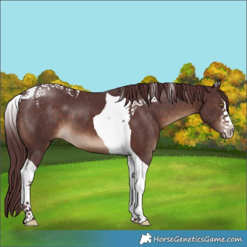 Horse Color:White Spotted Chocolate Brown Tobiano
