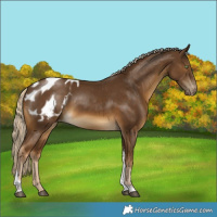 Horse Color:Chocolate Palomino Tobiano Blanket 
