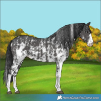 Horse Color:Black Sabino 