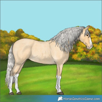 Horse Color:Silver Buckskin Roan Splash