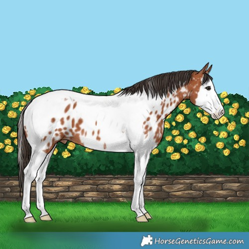 Horse Color:Bay Splash Tobiano Near Leopard 