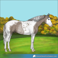Horse Color:Silver Grullo Splash Tobiano Rabicano