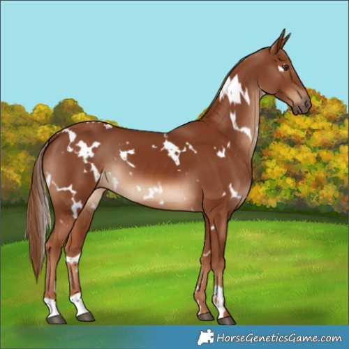 Horse Color:White Spotted Chestnut 