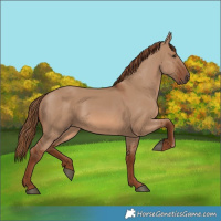 Horse Color:Red Dun 