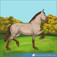 Horse Color:Red Dun 