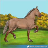 Horse Color:Red Dun 