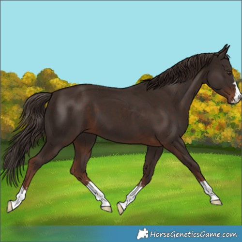 Horse Color:Liver Chestnut 