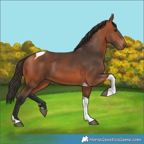 Horse Color:Bay Tobiano 