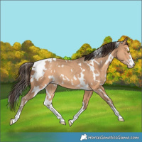 Horse Color:White Spotted Amber Champagne 