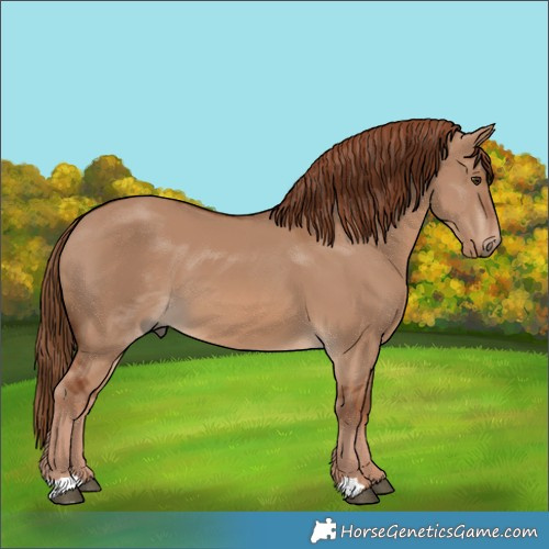 Horse Color:Red Dun 