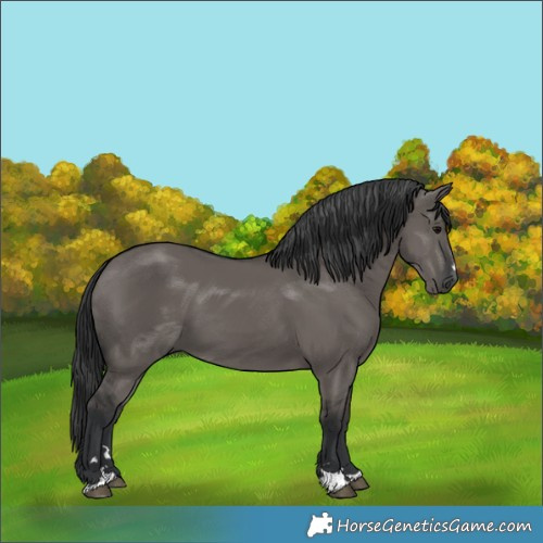 Horse Color:Grullo 