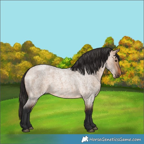 Horse Color:Bay Roan Dun 