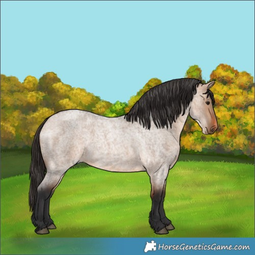 Horse Color:Bay Roan Dun 