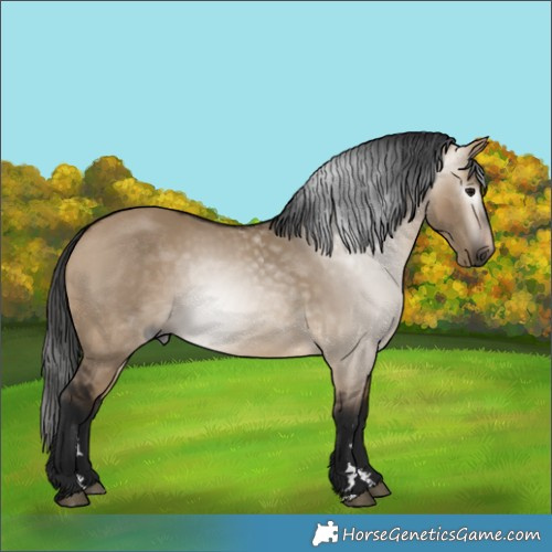 Horse Color:Gray Bay Dun 
