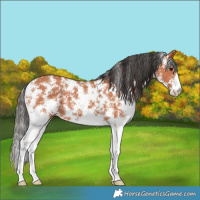 Horse Color:Bay Sabino