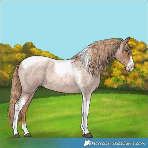 Horse Color:Liver Red Roan Pearl Tobiano Frame
