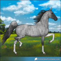 Horse Color:White Spotted Blue Roan 