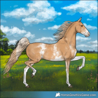 Horse Color:White Spotted Chestnut 