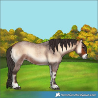 Horse Color:Bay Roan Onyx 