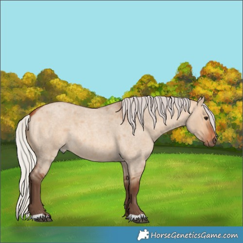 Horse Color:Silver Bay Roan Dun 