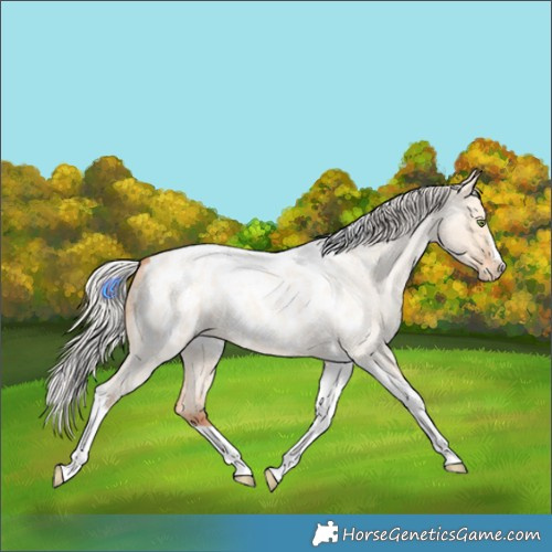 Horse Color:Silver Amber Champagne Roan Dun Splash Tobiano Frame Appaloosa Rabicano 
