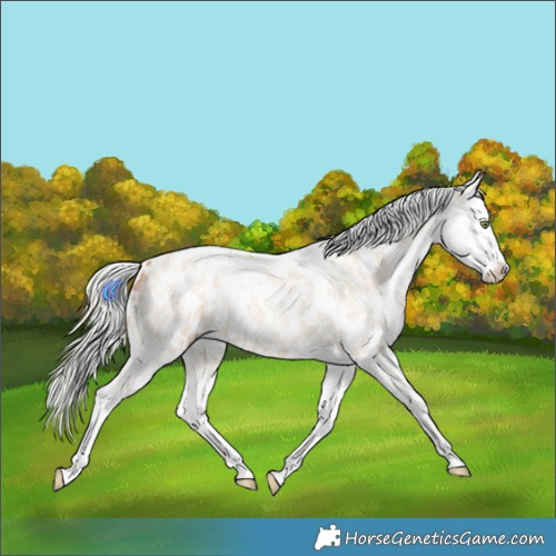 Horse Color:Silver Amber Champagne Roan Dun Splash Tobiano Frame Near Leopard Rabicano 