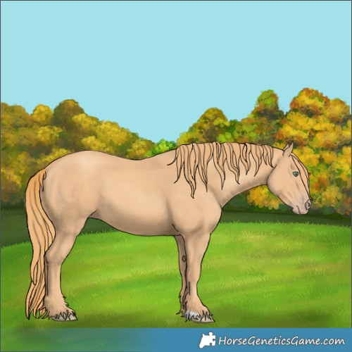Horse Color:Gold Champagne 