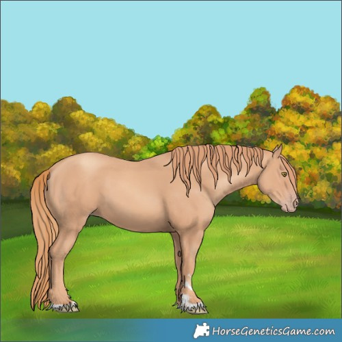 Horse Color:Gold Champagne 