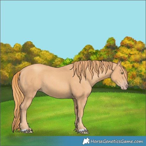 Horse Color:Gold Champagne 
