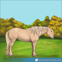 Horse Color:Gold Champagne 