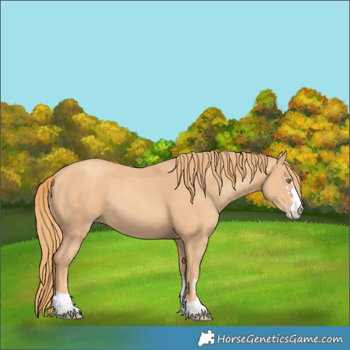 Horse Color:Gold Champagne 