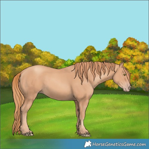 Horse Color:Gold Champagne 