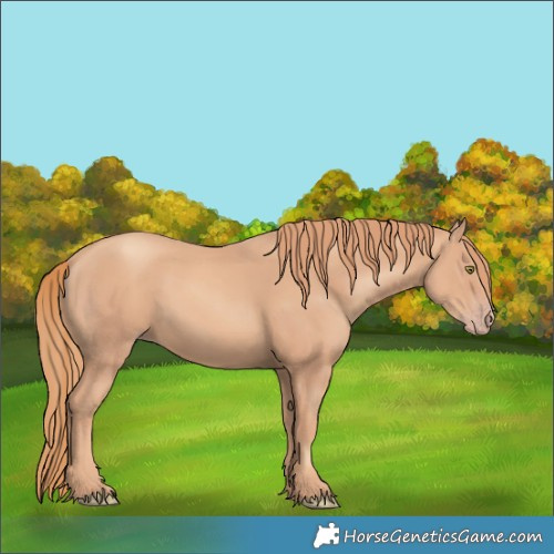 Horse Color:Gold Champagne 