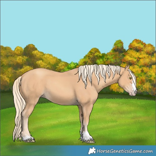 Horse Color:Gold Champagne 