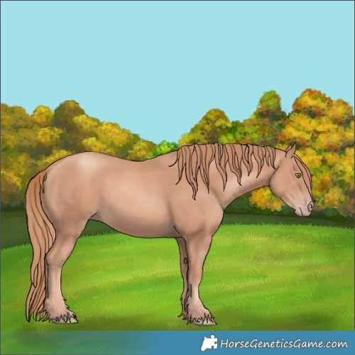 Horse Color:Gold Champagne Rabicano 