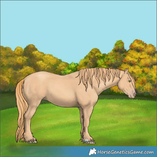 Horse Color:Gold Champagne 