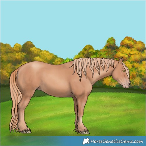 Horse Color:Gold Champagne 